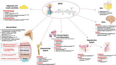 Non-Canonical Effects of ACTH: Insights Into Adrenal Insufficiency